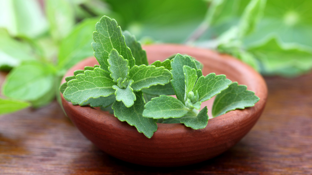 Stevia feature image 01